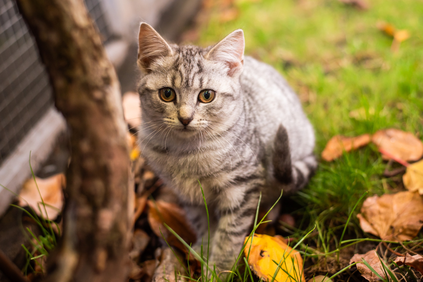 7 katzen
